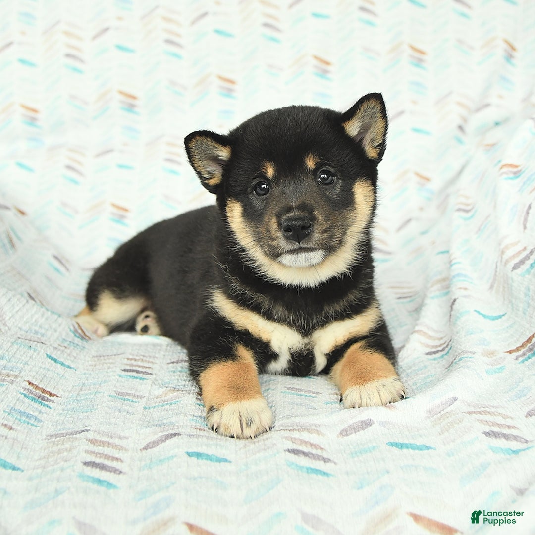 Shiba Inu dogs for sale: Warrior - Image 5