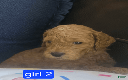 Goldendoodle dogs for sale: Sophia - Image 5