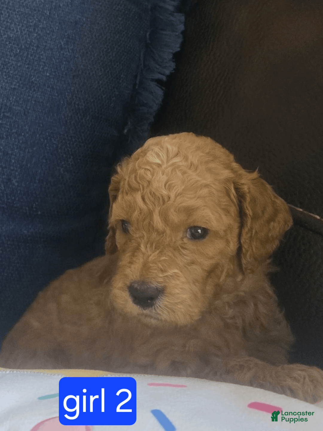 Goldendoodle dogs for sale: Sophia - Image 5