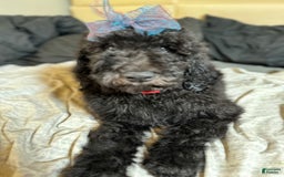 Standard Poodle dogs for sale: Ningning - Image 1