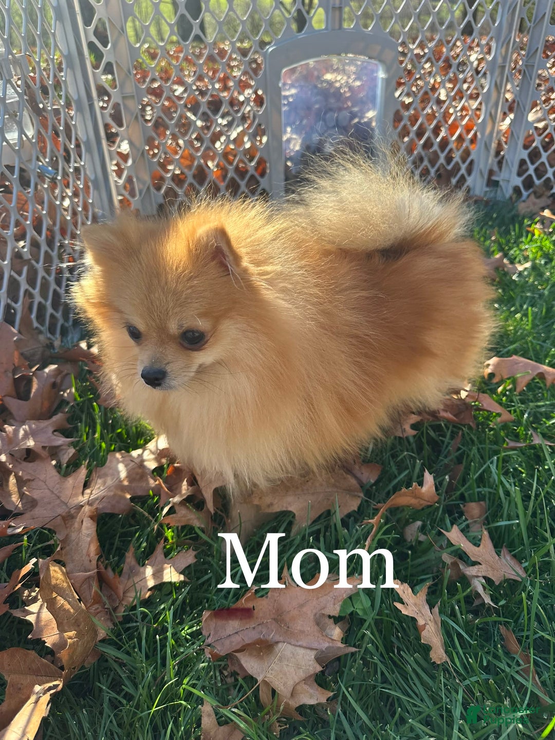 Pomeranian dogs for sale: Finn - Image 6