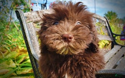 Havapoo dogs for sale: Humble - Image 5