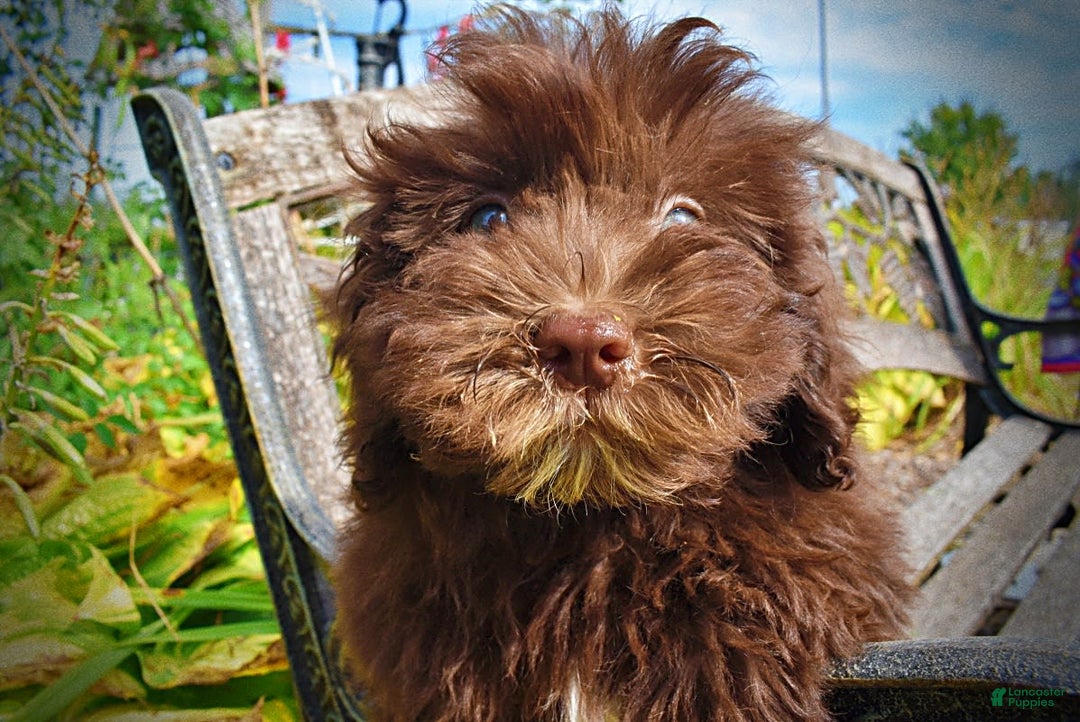 Havapoo dogs for sale: Humble - Image 5