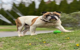 American Bulldog dogs for sale: Sonny - Image 7
