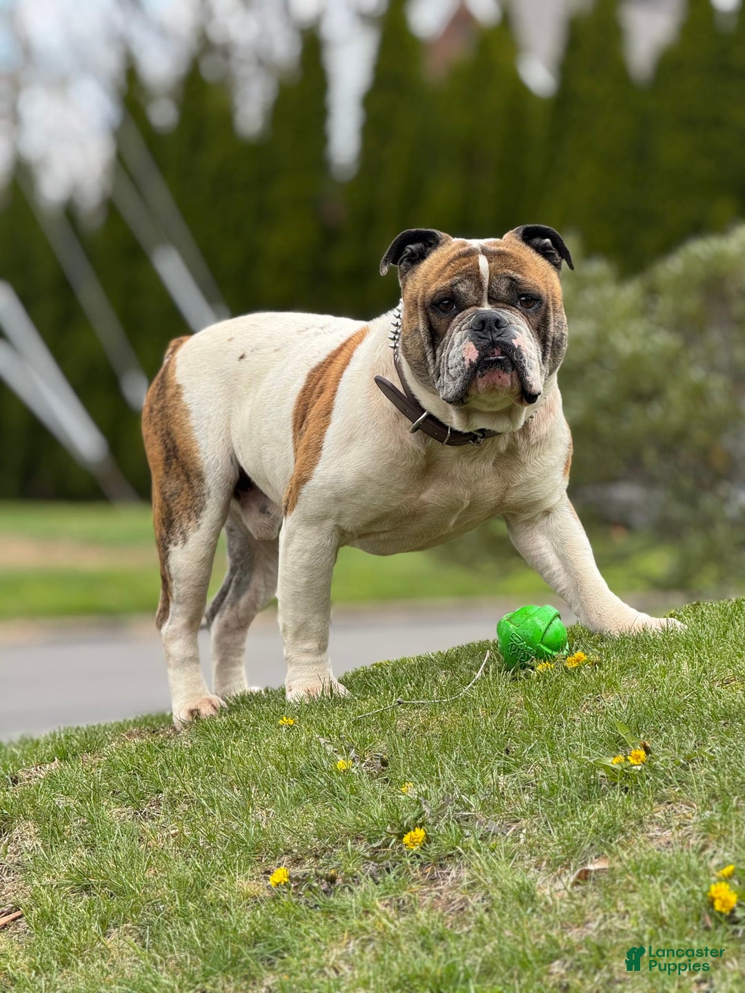American Bulldog dogs for sale: Sonny - Image 7