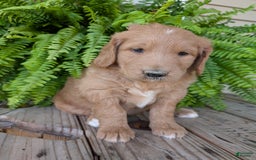 Goldendoodle dogs for sale: Bella - Image 14