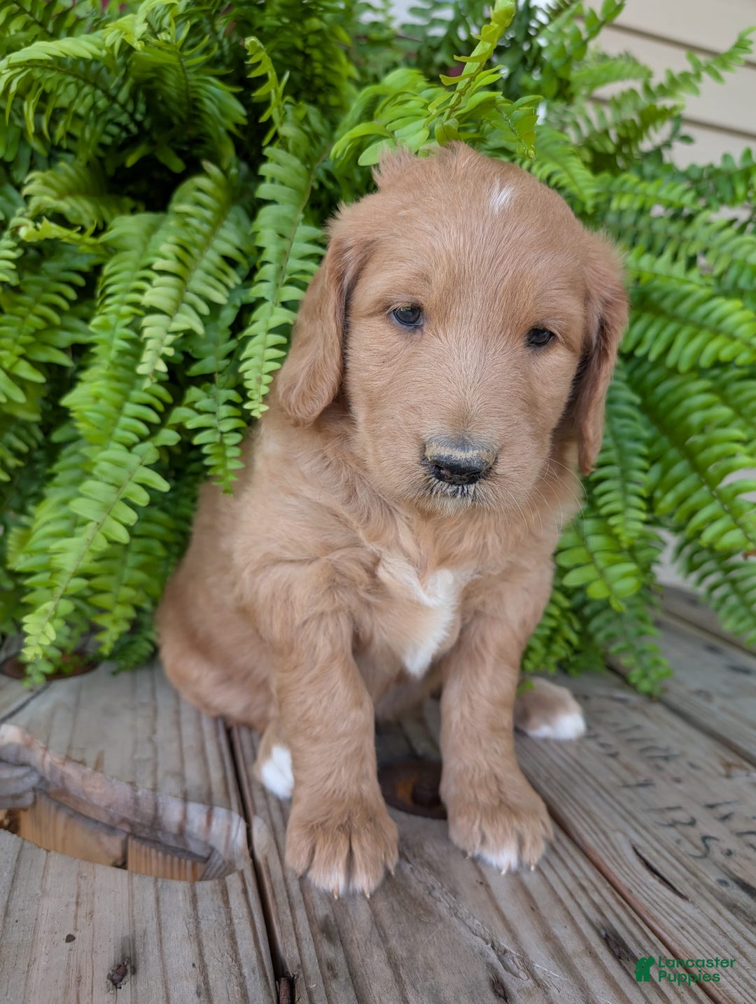 Goldendoodle dogs for sale: Bella - Image 14