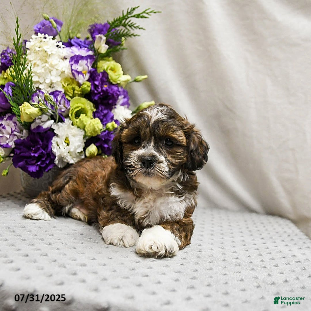 Shihpoo dogs for sale: Cookie - Image 4