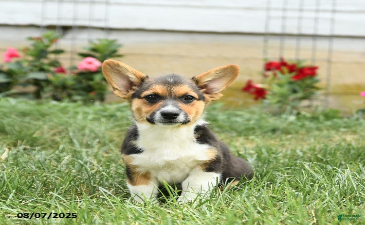 Welsh Corgi Pembroke dogs for sale - Ad 1