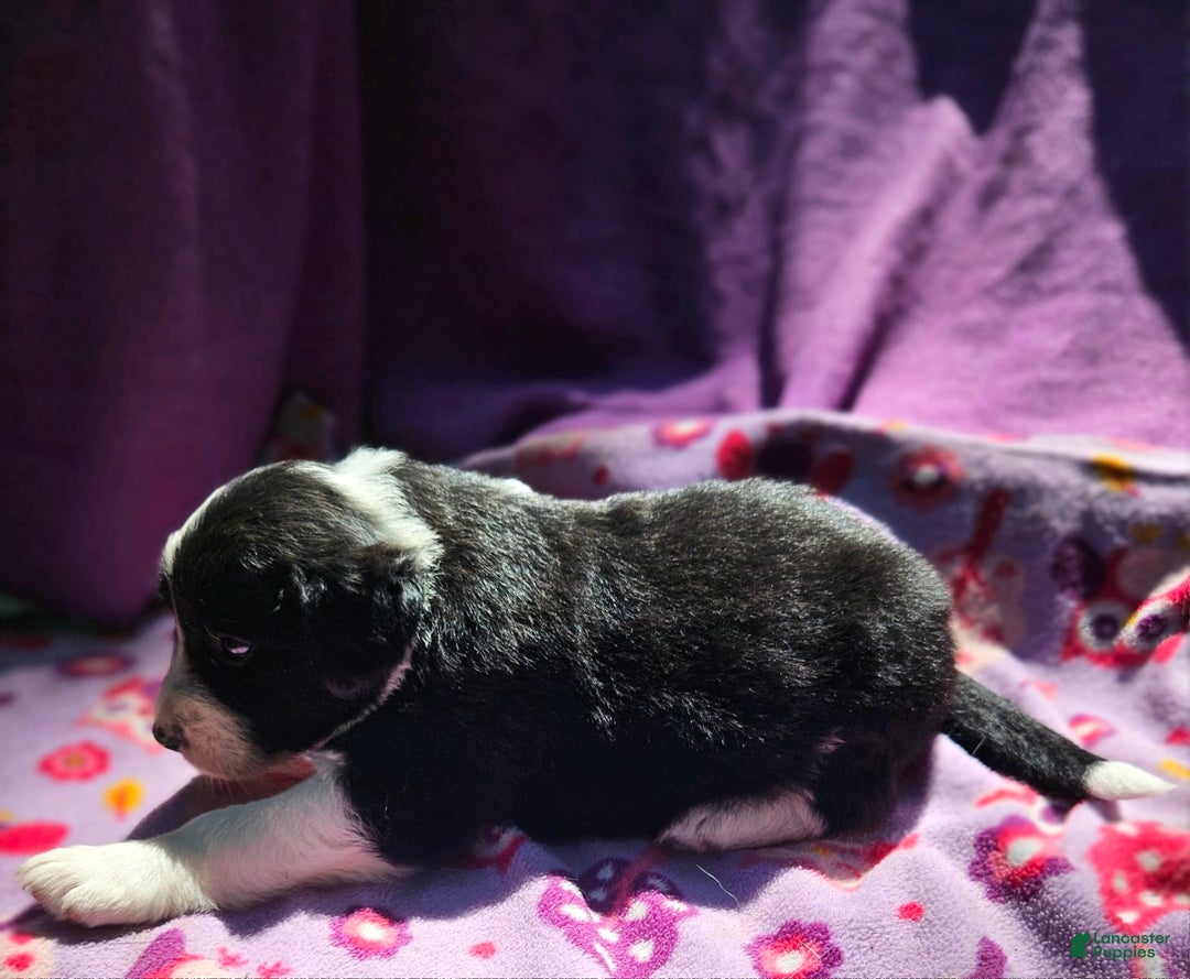 Border Collie dogs for sale: Ellie - Image 13