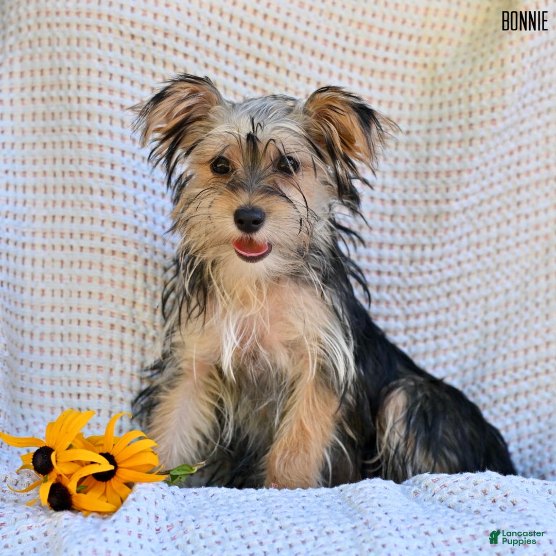 Morkie dogs for sale: Morkie 6 puppies - Image 1