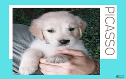 Golden Retriever dogs for sale: Picasso - Image 13