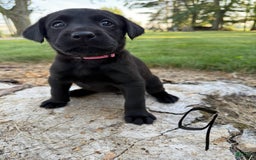 Labrador Retriever dogs for sale: Crazy Carly - Image 1