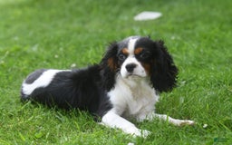 Cavalier King Charles Spaniel dogs for sale: Eros - Image 1