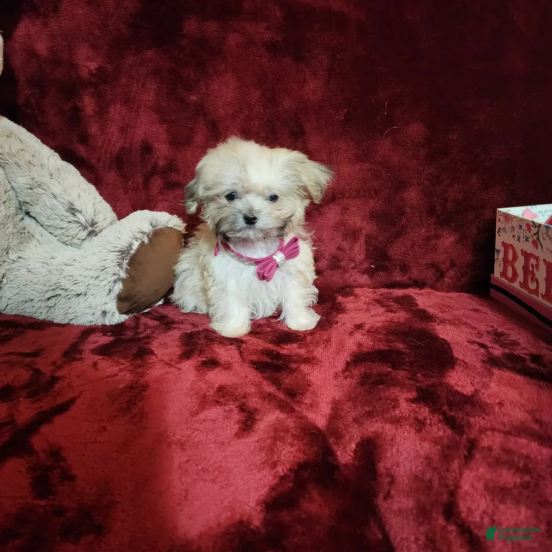 Malshi dogs for sale: Gigi - Image 9