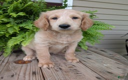 Goldendoodle dogs for sale: Bella - Image 13