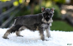 Miniature Schnauzer dogs for sale: Amber - Image 13