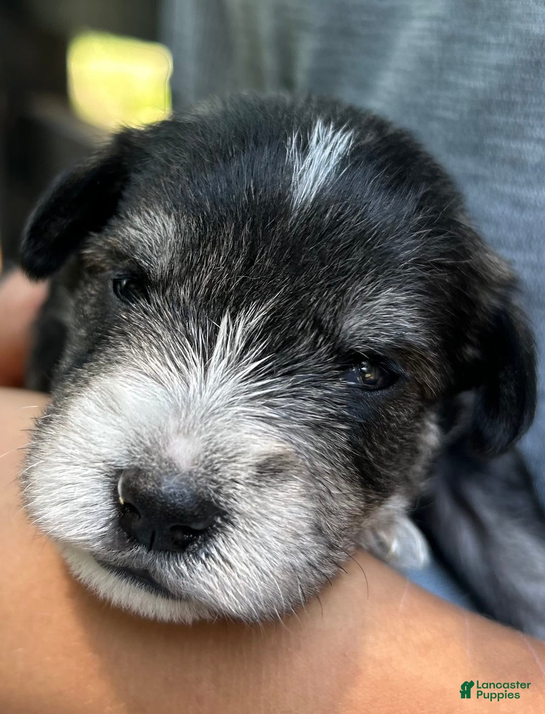 Miniature Schnauzer dogs for sale: Dash - Image 6