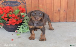 Doberman Pinscher dogs for sale: Daphne - Image 2