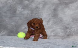 Mini Goldendoodle dogs for sale: Cami - Image 32