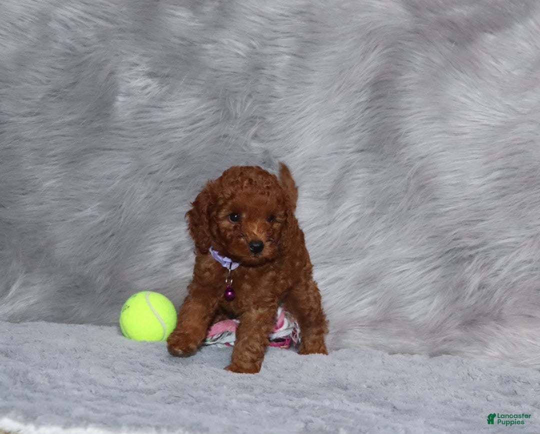 Mini Goldendoodle dogs for sale: Cami - Image 32