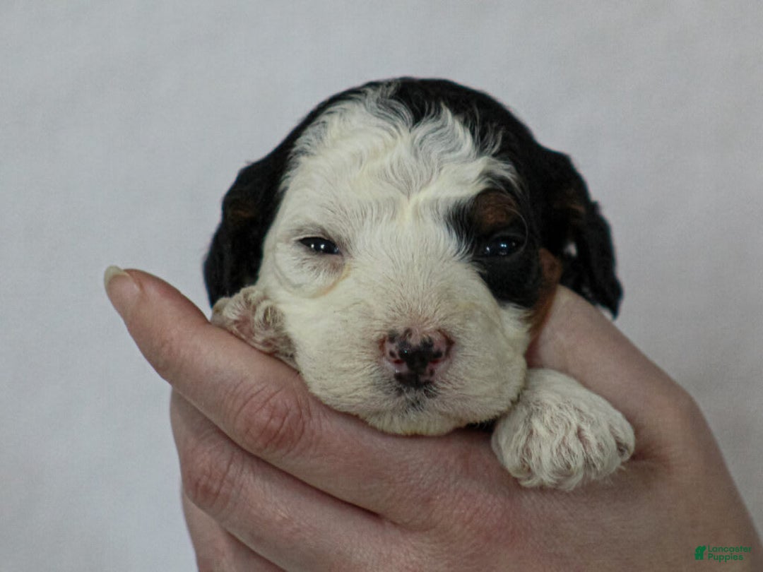 Mini Bernedoodle dogs for sale: Mercedes - Image 8