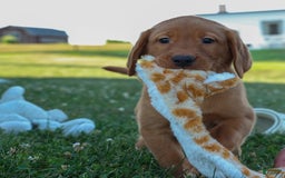 Labrador Retriever dogs for sale: Red Fox George - Image 13