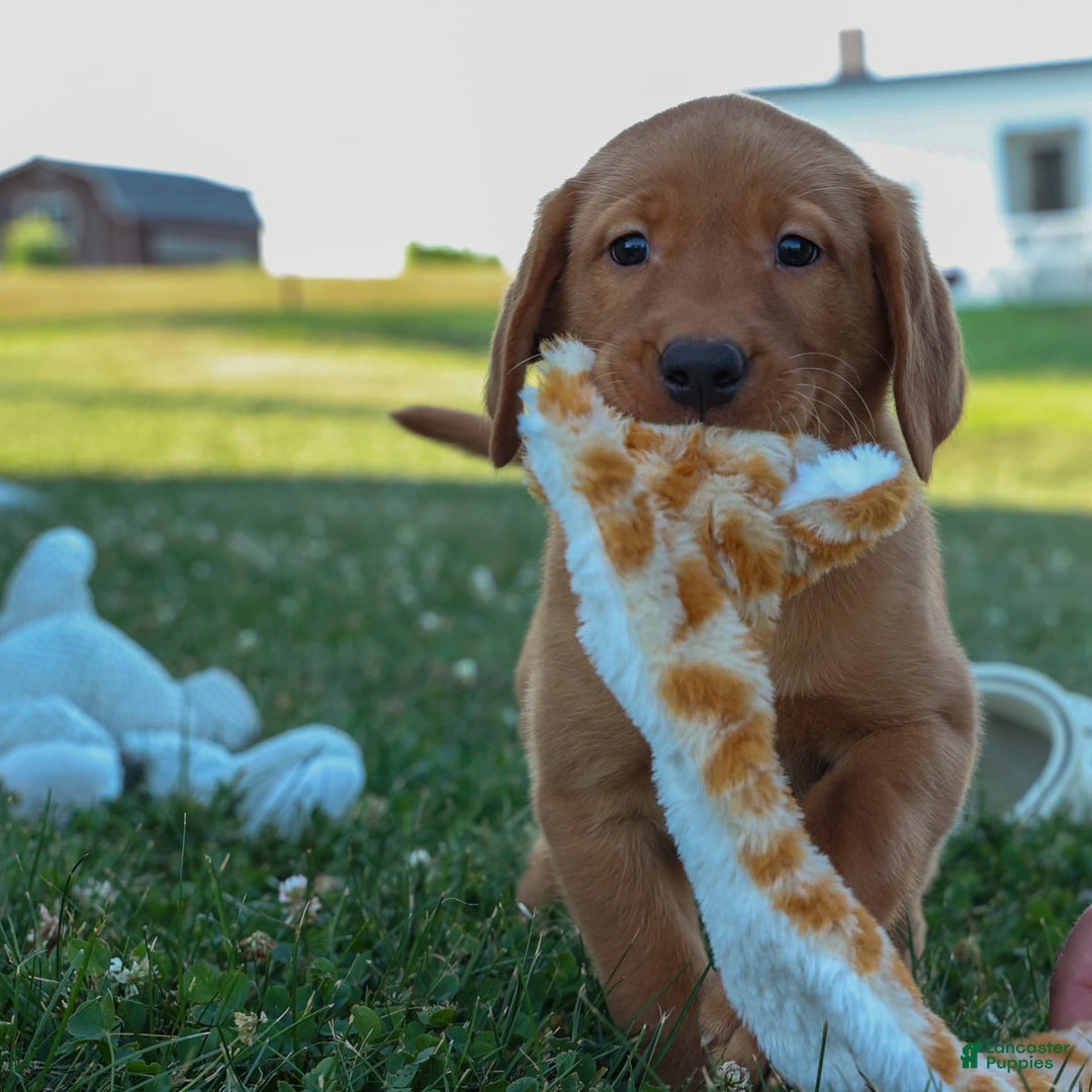 Labrador Retriever dogs for sale: Red Fox George - Image 13