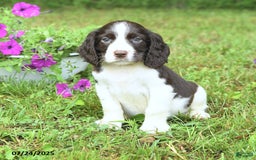 English Springer Spaniel dogs for sale: Pickles - Image 5