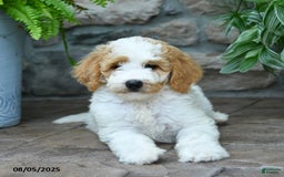 Bernedoodle dogs for sale: Bernedoodle 8 puppies - Image 7