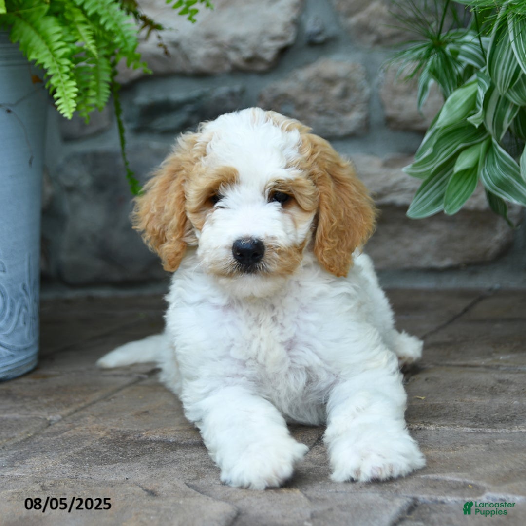 Bernedoodle dogs for sale: Bernedoodle 8 puppies - Image 7