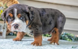 Beabull dogs for sale: Storm - Image 4