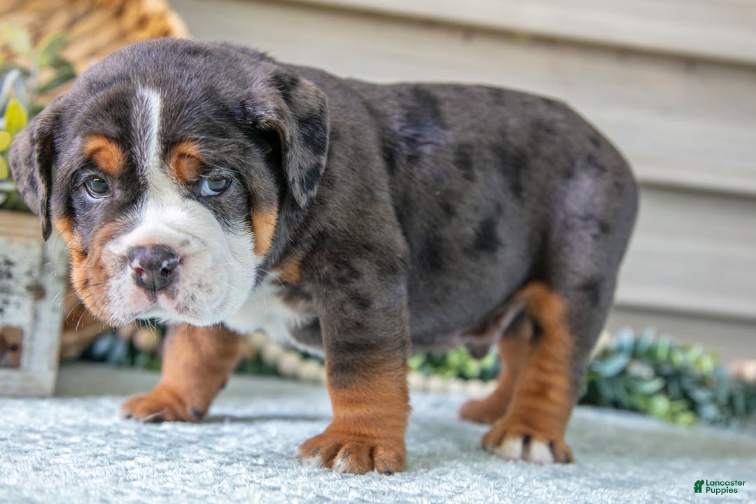 Beabull dogs for sale: Storm - Image 4