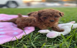 Toy Poodle dogs for sale: Missy - Image 3