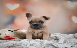 French Bulldog dogs for sale: Chase - Image 7