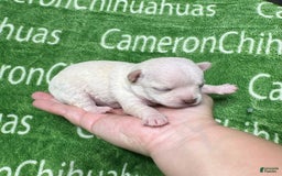 Chihuahua dogs for sale: Chihuahua 4 puppies - Image 15