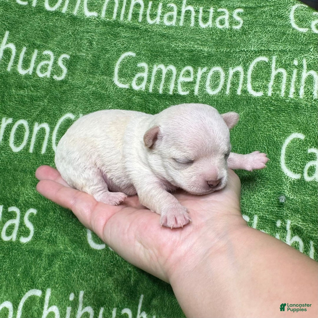 Chihuahua dogs for sale: Chihuahua 4 puppies - Image 15