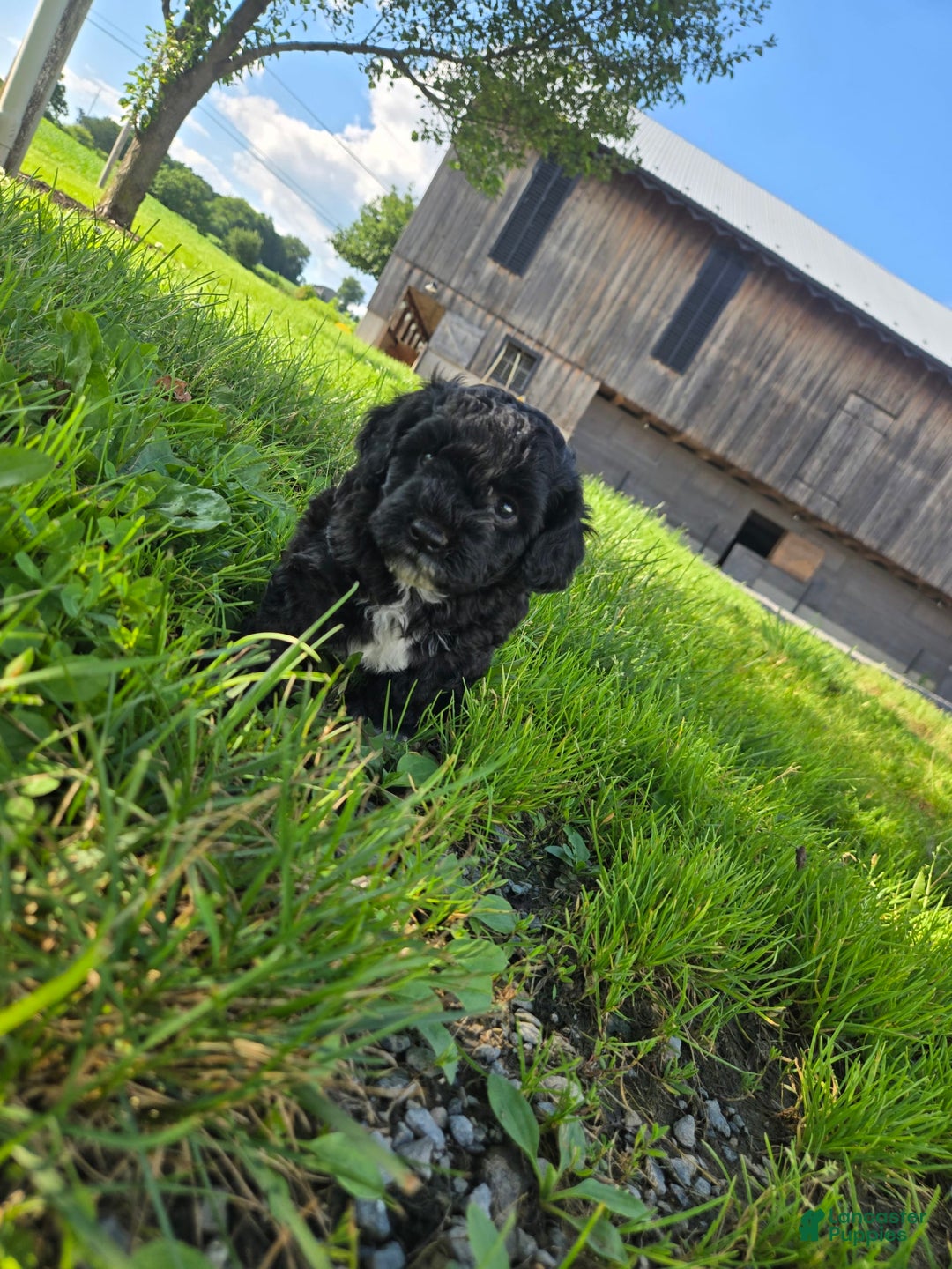 Shihpoo dogs for sale: Alex - Image 1