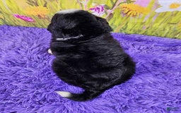Mini Bernedoodle dogs for sale: Lily - Image 2