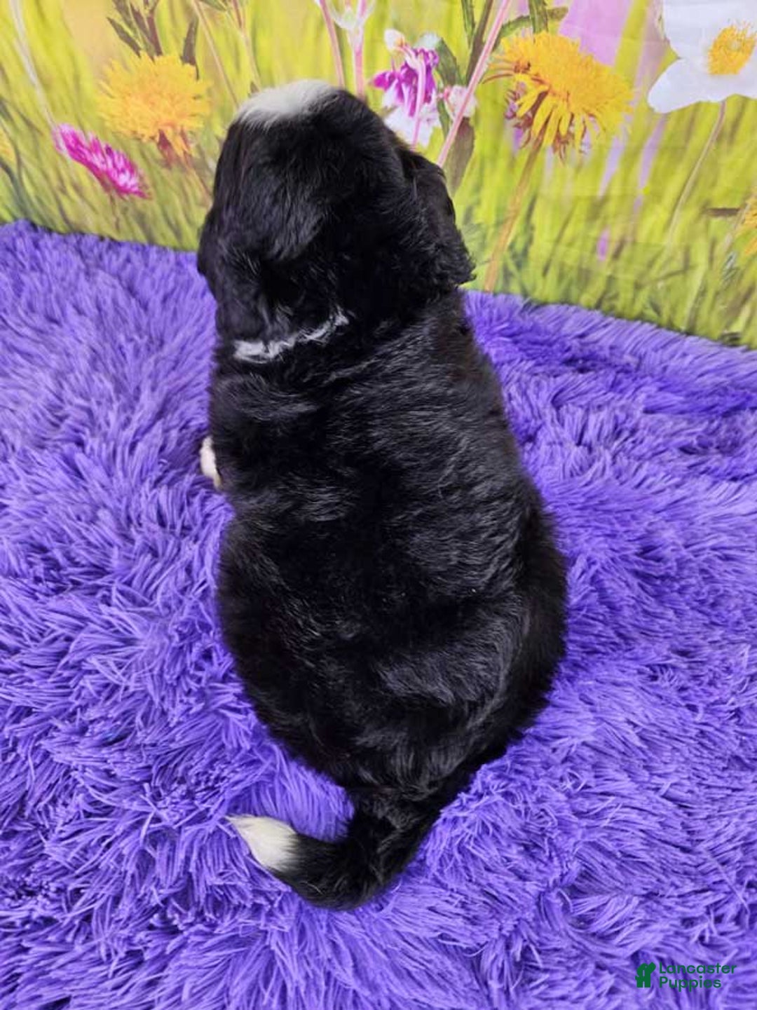 Mini Bernedoodle dogs for sale: Lily - Image 2