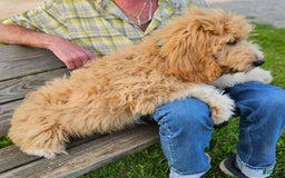 Great Pyrenees dogs for sale: Pyredoodle Fb - Image 6