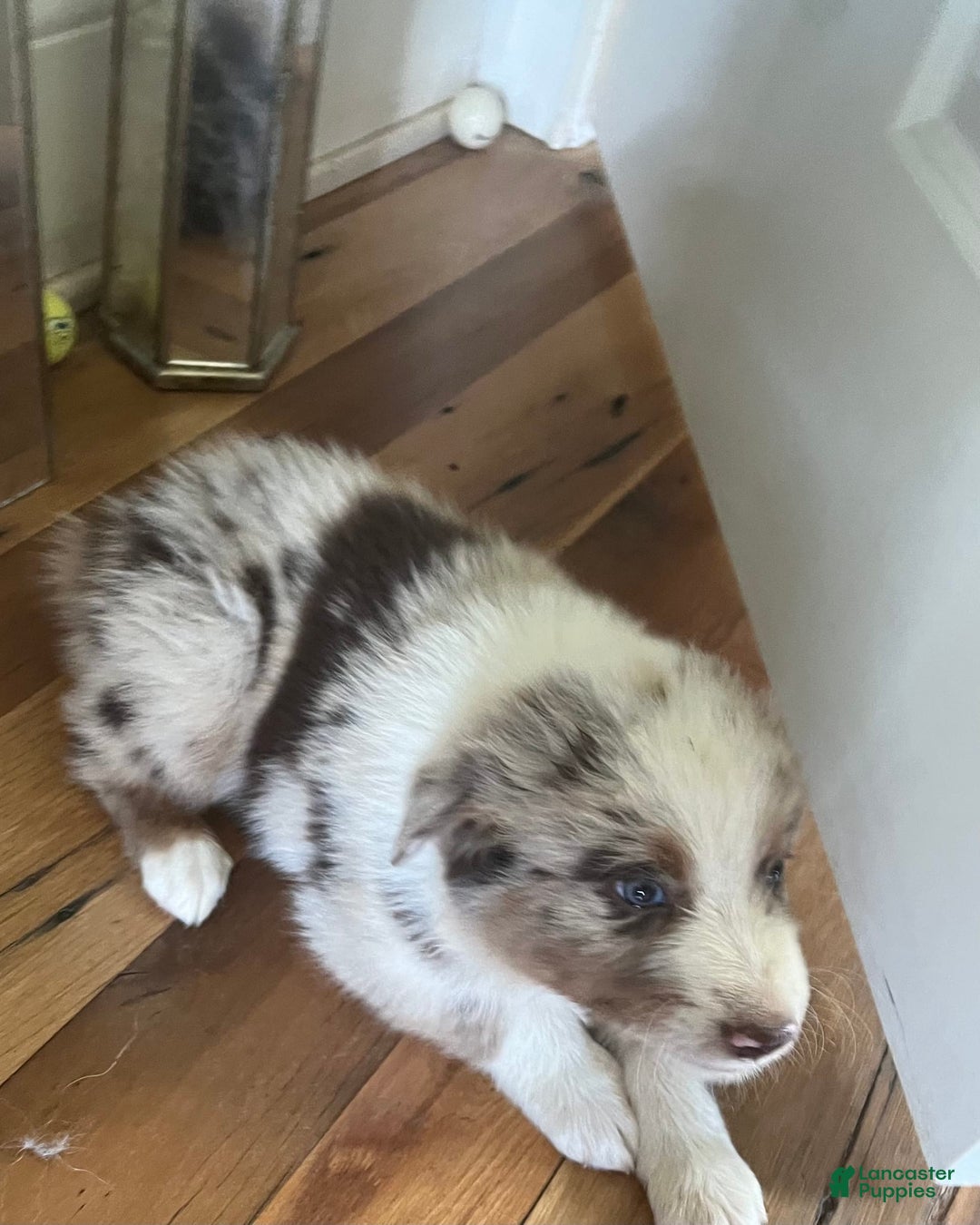 Australian Shepherd dogs for sale: Cash - Image 3