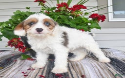 Cavapoo dogs for sale: Maggie - Image 1