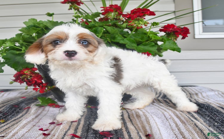 Cavapoo dogs for sale - Ad 3