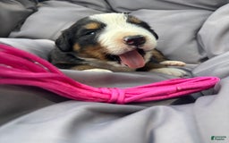 Bernese Mountain Dog dogs for sale: Pink - Image 4