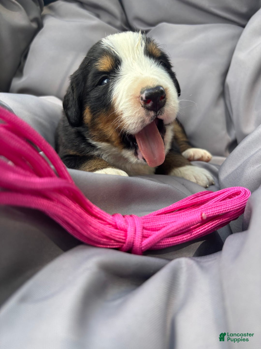 Bernese Mountain Dog dogs for sale: Pink - Image 4