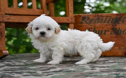 Shih Tzu dogs for sale: Oliver - Image 1