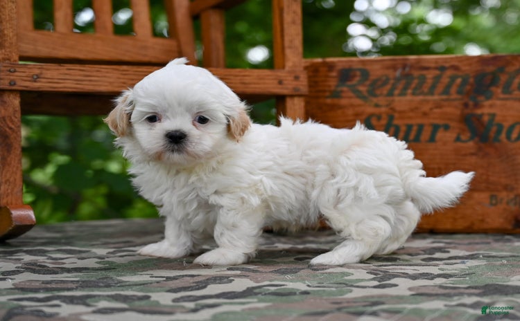 Shih Tzu dogs for sale - Ad 2