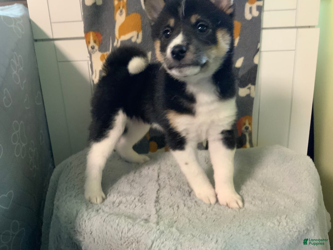 Shiba Inu dogs for sale: 2 Spot - Image 1