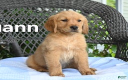 Golden Retriever dogs for sale: Louann - Image 1